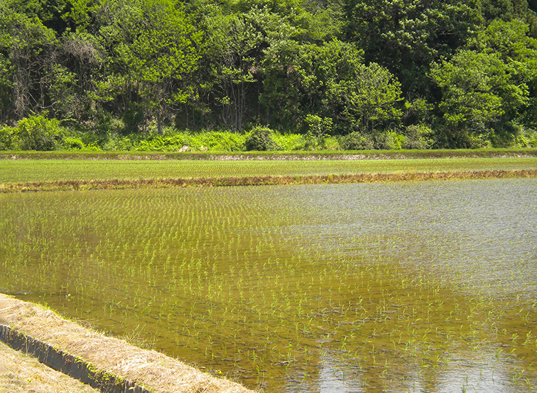 田植えをして1か月
                