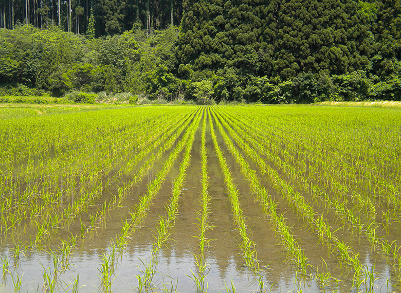 田植えをして2か月伸びてきました！